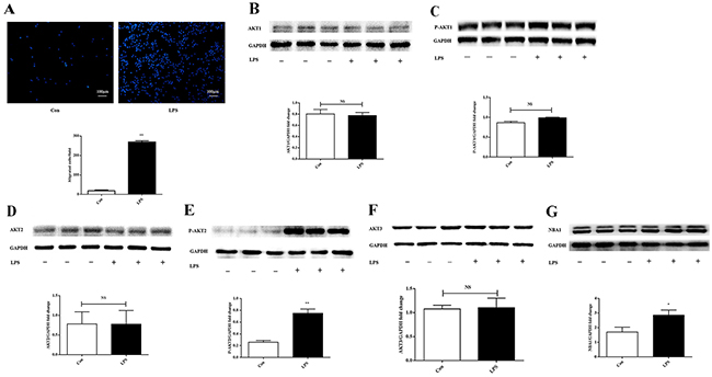 LPS increases ANA-1 cell migration, P-AKT2, and NBA1 protein expression.