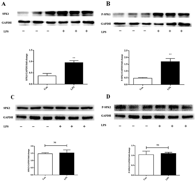 LPS increases SPK1, P-SPK1 protein expression in LPS induced ANA-1 cells.