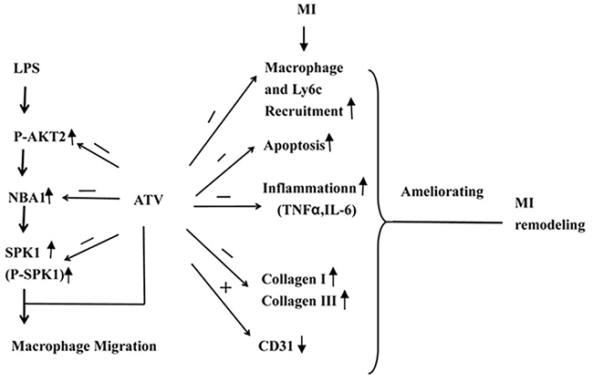 Model illustrating the mechanism of ATV-mediated MI remodeling.