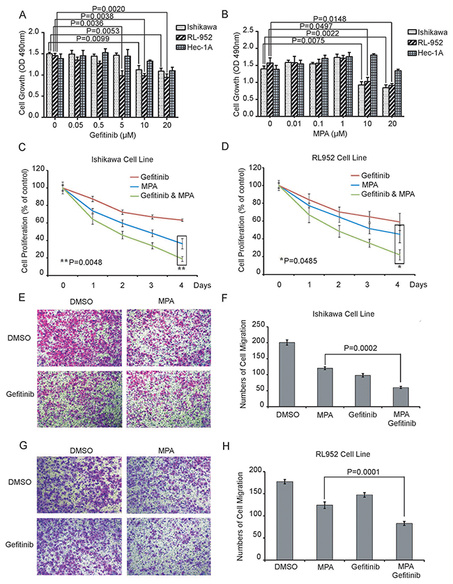 Combined Gefitinib and MPA treatment decreases proliferation and migration of EC cell lines.