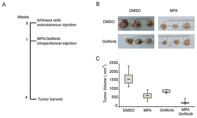 Gefitinib enhances MPA-mediated tumor suppression in the EC xenograft model in nude mice.