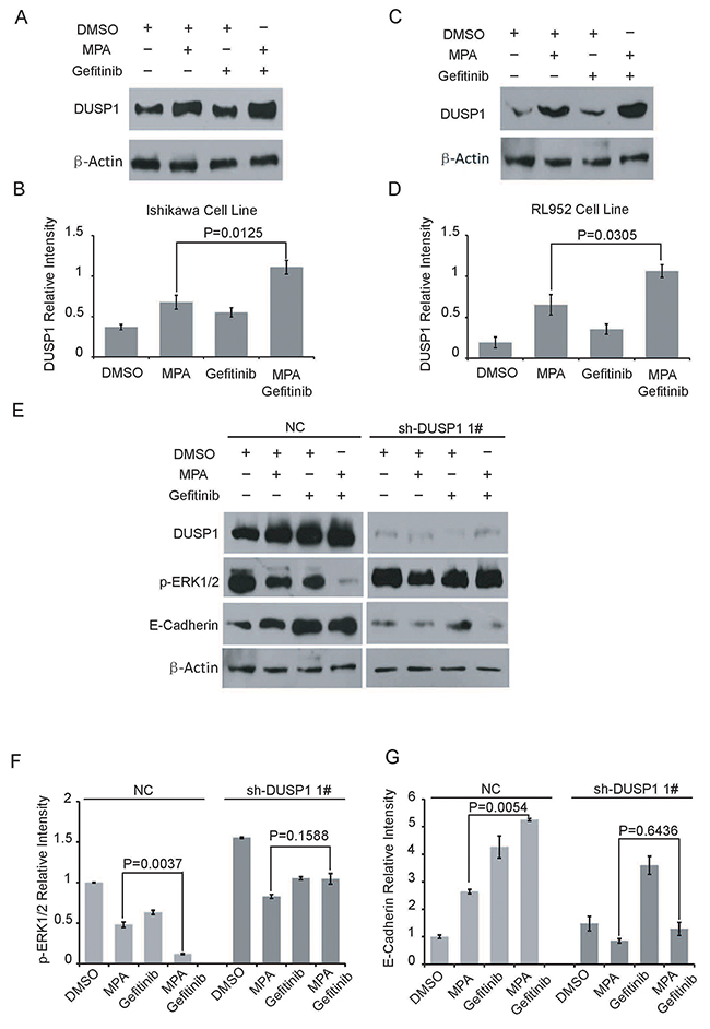 Gefitinib enhances MPA-mediated suppression of EC cells via DUSP1.