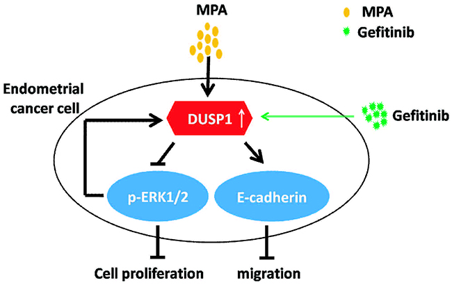 Schematic diagram illustrates mechanism of Gefitinib-mediated progestin therapy.