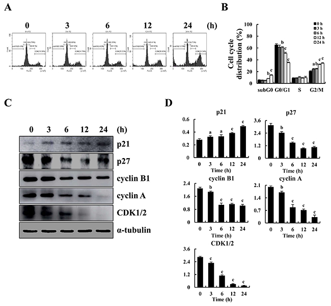 G2/M cycle arrest induced by CT and altered expression of cell cycle-regulatory protein in MKN-28 cells.