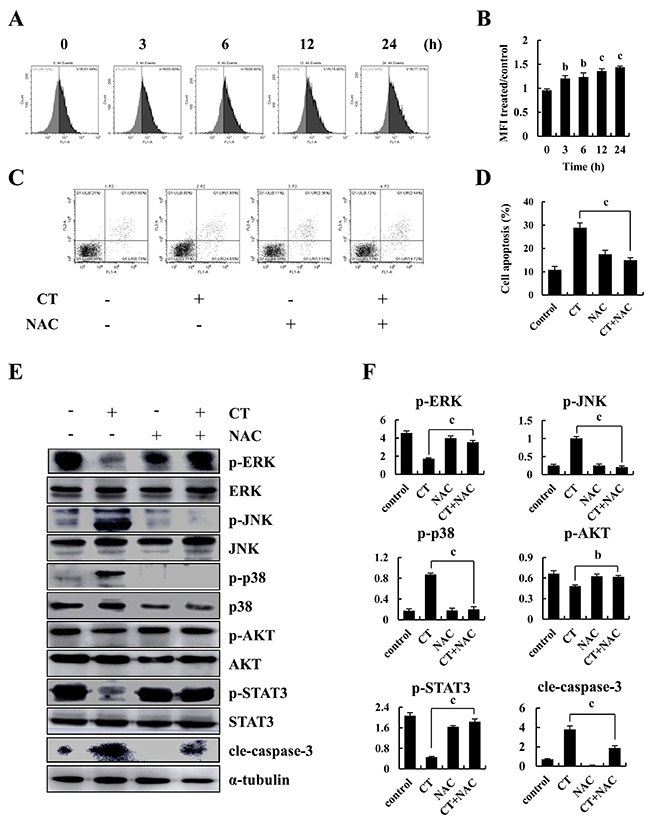 Intracellular ROS generation and apoptosis induced by CT in human gastric cancer cell.