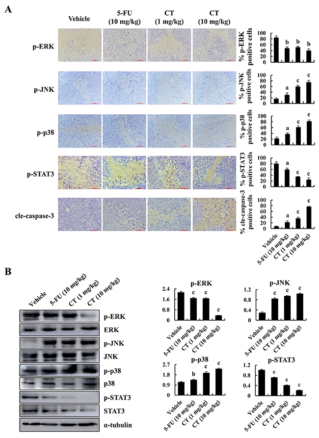 Immunohistochemical detection of key molecules in MAPK signaling pathways in xenograft tumor tissues.