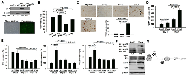 Induction of apoptosis in SFs by the activation of p73.