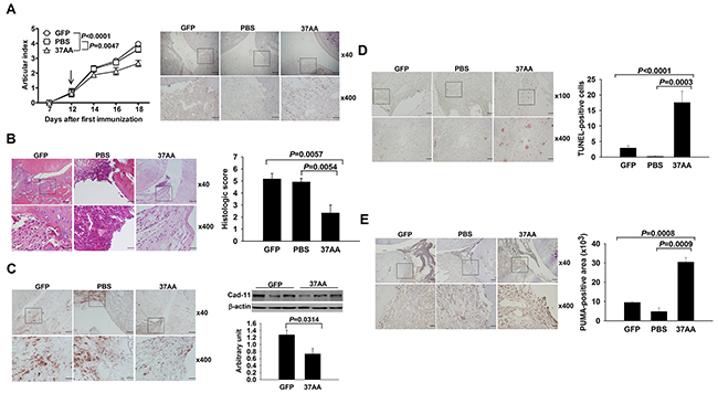 Amelioration of experimental arthritis by i.a. activation of p73.