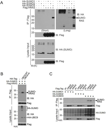 RAS proteins are post-translationally modified by SUMO3.