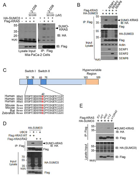 K42 is a key residue regulating RAS SUMOylation.