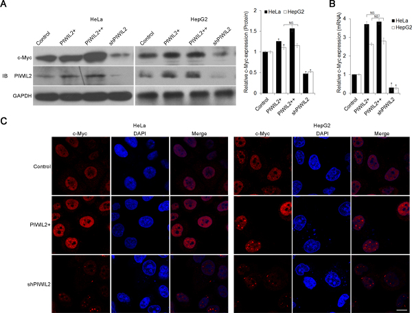 PIWIL2 alters c-Myc expression in tumor cells.