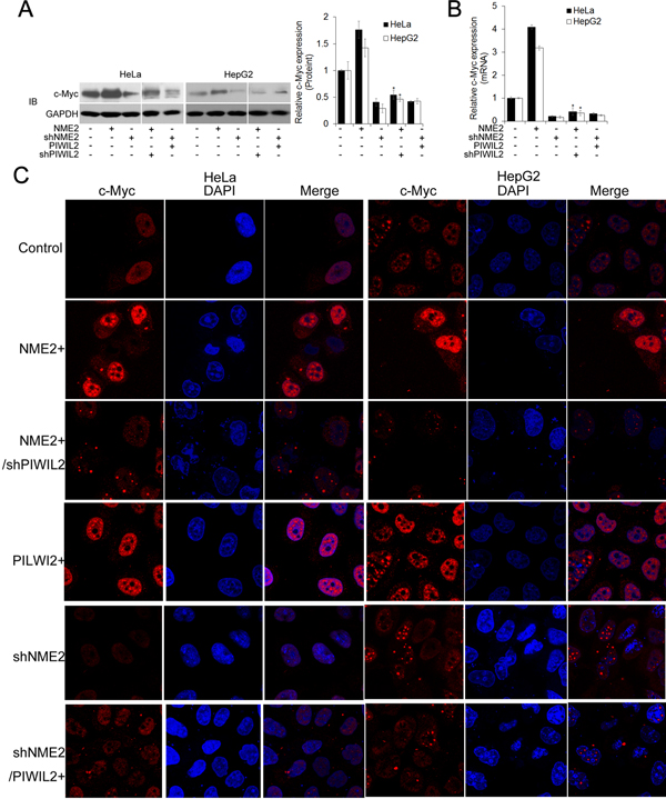 PIWIL2 is involved in regulation of c-Myc by NME2.