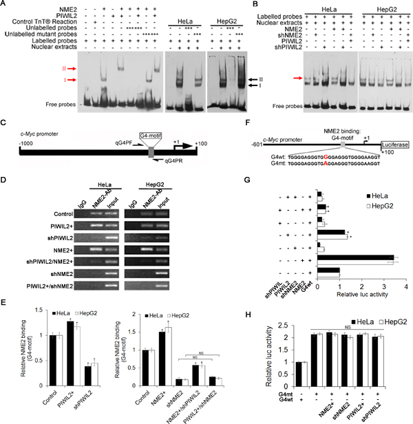 PIWIL2 facilitates NME2 binding toG4-motif region on c-Myc promoter.