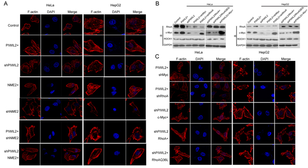 PIWIL2 induces F-actin filaments in tumor cells via c-Myc/RhoA pathway.