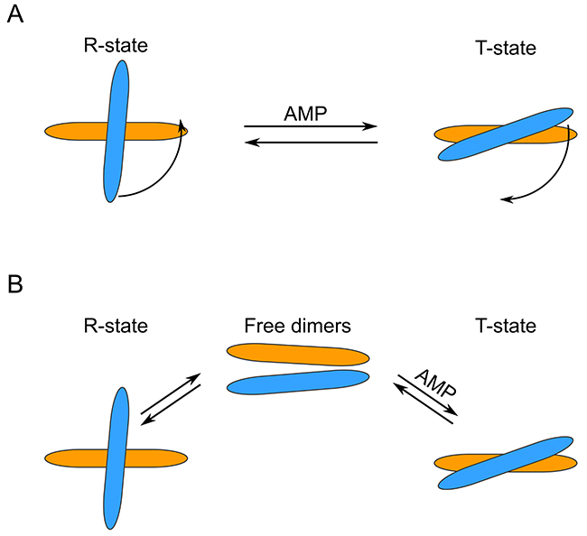 Schematic representation of different FBP2 R- to T-state transition models.