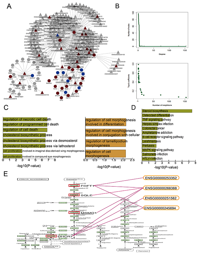 DHA-related mRNA-lncRNA network and functional analysis.