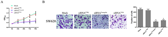 Transgelin/TNS1 axis promotes proliferation and invasiveness of CRC cells.