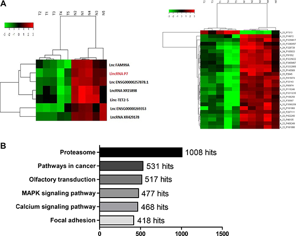 LincRNA P7 is preferentially down-regulated in HCC tissues.