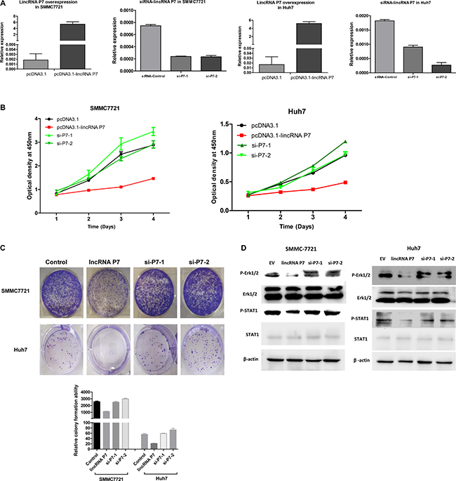 LincRNA P7 inhibited the proliferation of HCC cells in vitro.