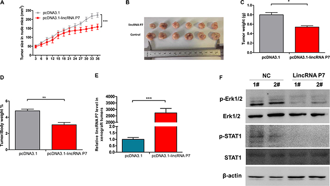 Effects of lincRNA P7 down-regulation on tumor growth in a nude mouse model.