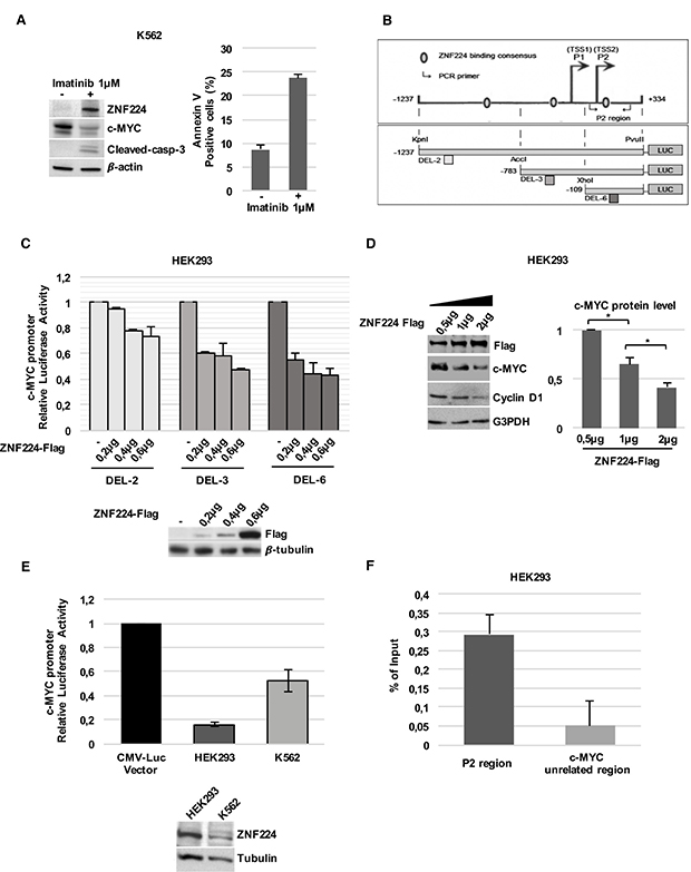ZNF224 reduces c-Myc expression via a transcriptional mechanism.