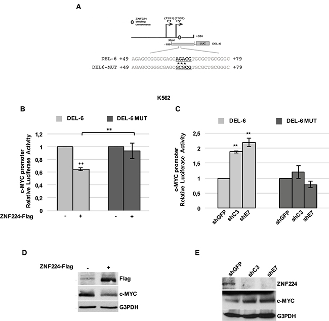 ZNF224 binding on P2 region is crucial for its repression activity on c-Myc promoter in CML.