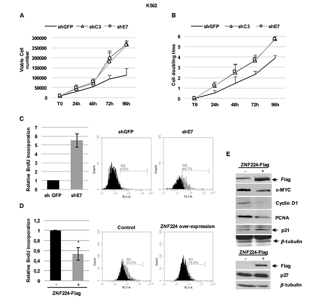 ZNF224 hampers CML cells proliferation.