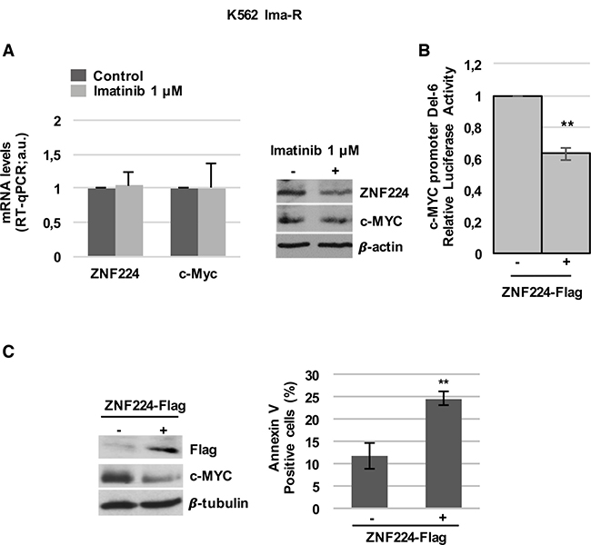 ZNF224 overexpression reduces c-Myc and induces cell death in K562 Ima-R cells.