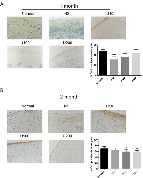 Effect of PLC&#x03B3;1 inhibitor on Col 2 expression in a rat OA model.