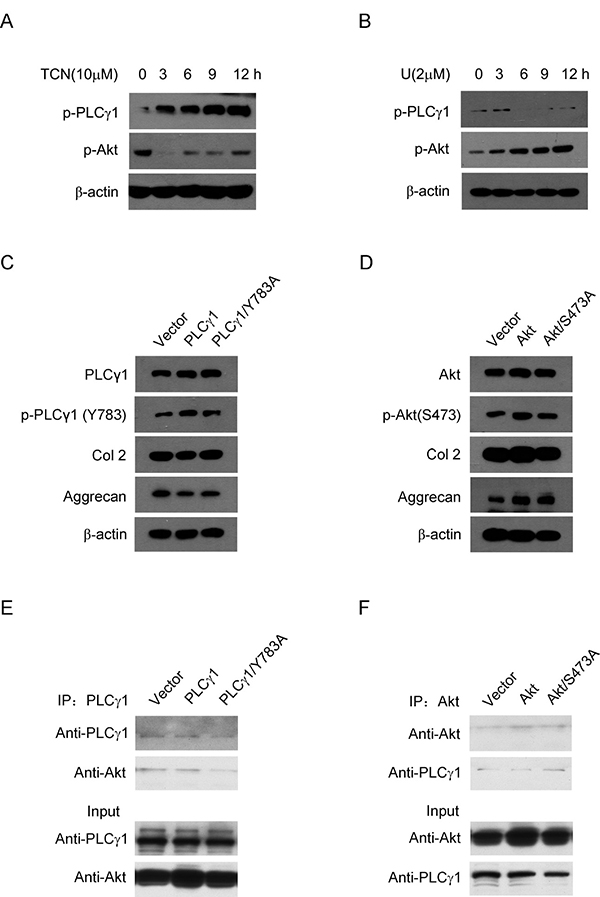 Relationship between PLC&#x03B3;1 and Akt in OA chondrocytes.