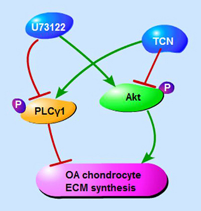 Schematic diagram of PLC&#x03B3;1 and Akt regulating ECM synthesis of OA chondrocyte.
