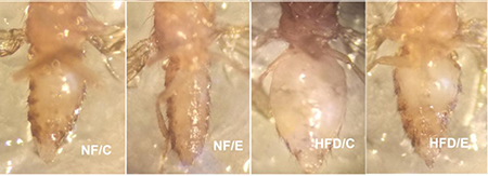 5-week old flies in different groups.