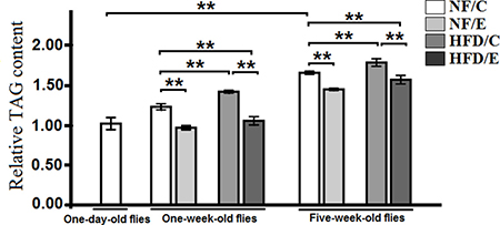 Effects of HFD and endurance training on the heart relative TAG level at one-day old flies, one-week old flies, and five-week old flies.