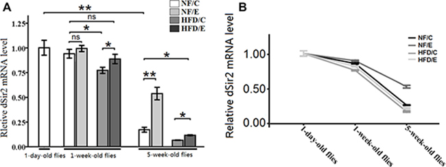 The expression of dSir2 gene at different ages.