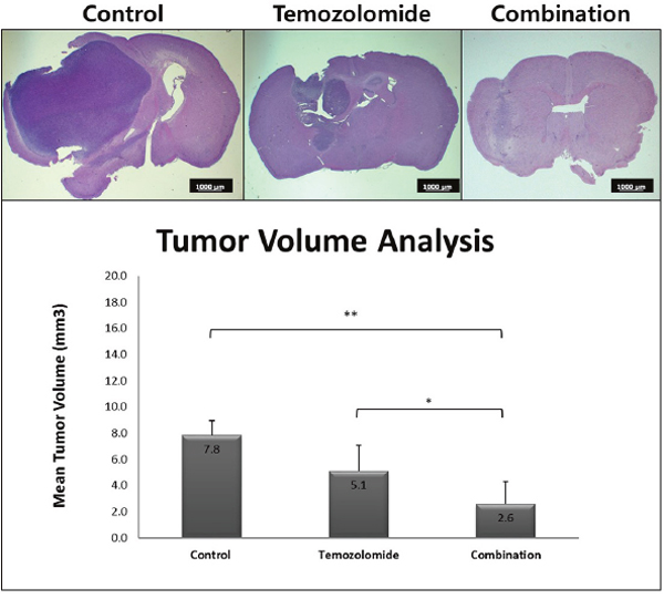 The change of tumor volume was due to treatment with temozolomide only and the combination therapy.