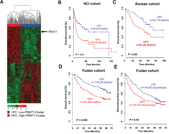 Gene expression pattern of the PRMT1 signature and prognosis of two clusters in the NCI, Korean and Fudan cohorts.