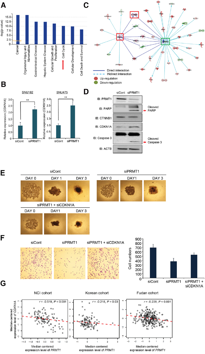 Reverse-correlation between PRMT1 and CDKN1A in HCC clinical cohorts.