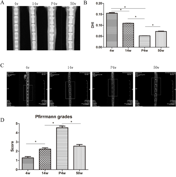 Intervertebral disc degeneration (IDD) occurred gradually in the natural groups.