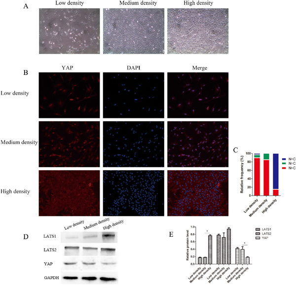 YAP localization and the Hippo pathway are regulated by nucleus pulposus cell (NPC) density.