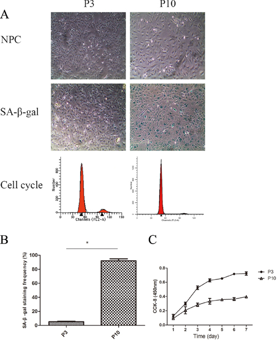 The cell proliferation potency of senescent NPCs was significantly decreased compared with that of non-senescent cells.