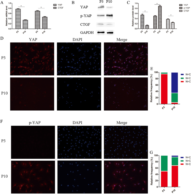 Hippo signaling activated and phosphorylated YAP, which translocated from the nucleus to the cytoplasm in senescent NPCs.