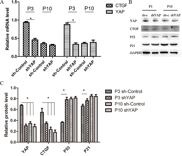 Inhibition of YAP by lentivirus shYAP significantly decreased YAP and target gene expression and induced senescence in NPCs.