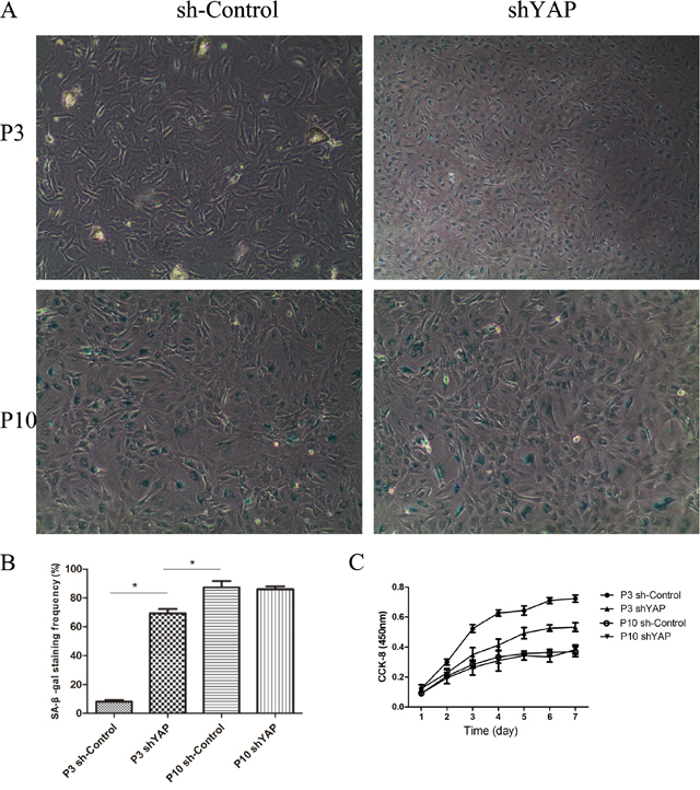 Inhibition of YAP by lentivirus shYAP significantly induced senescence in NPCs.
