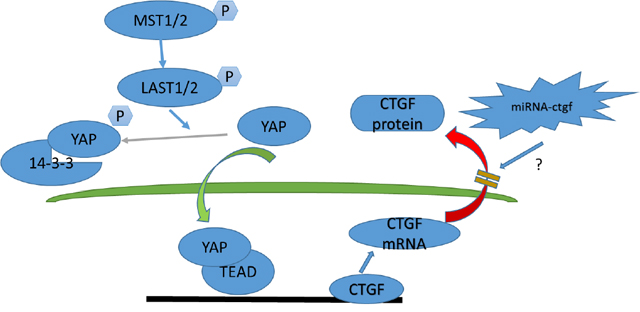 Model depicting Hippo signaling pathway regulation in acute disc injury-induced IDD.