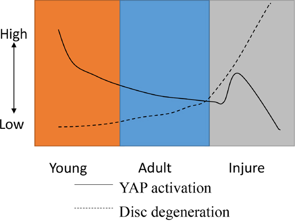 A model for YAP regulation and disc degeneration caused by natural development and injury.