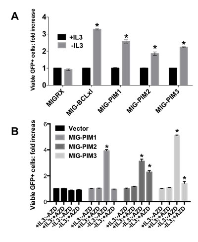 PIM-family kinases protect cells from death in vitro in a kinase dependent manner.
