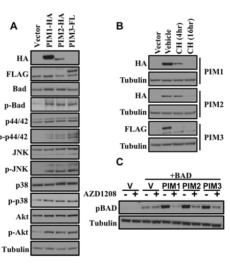 Comparison of in vitro biochemical properties of PIM1, PIM2 and PIM3 by western blot.