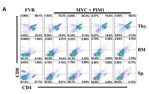 Expression of MYC and PIM1 does not affect T-cells.