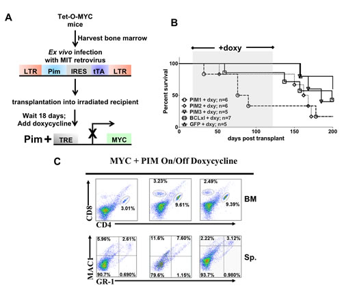 Inhibiting expression of MYC at a pre-leukemic stage decreases the ability of PIM1, PIM2 or PIM3 to cause rapid leukemia onset.