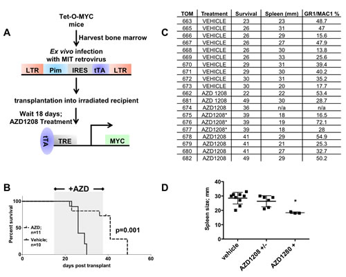 Treatment of mice expressing PIM1 and MYC with a PIM inhibitor extends life of mice.